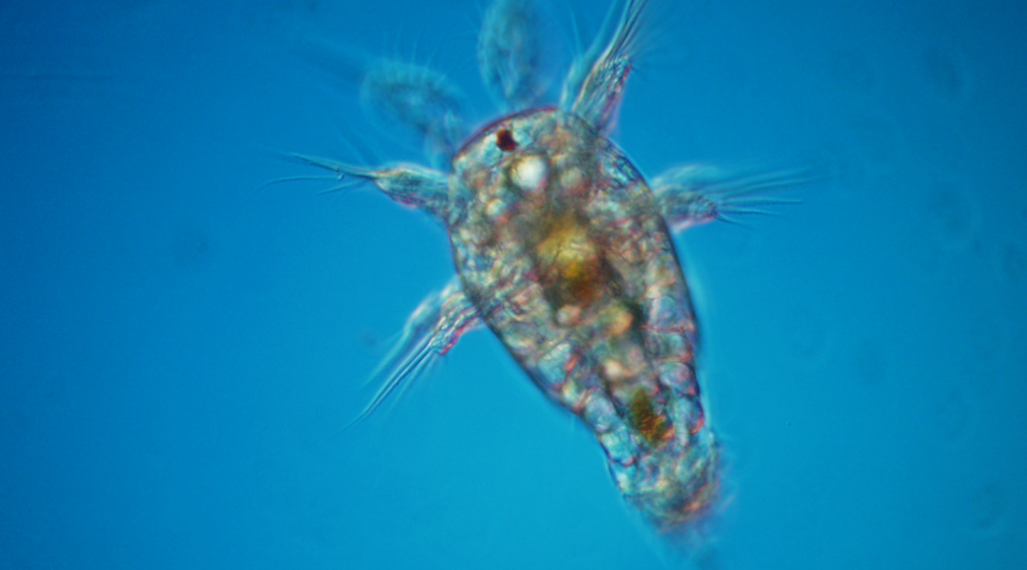 Parvocalanus crassirostris: The Pod Father