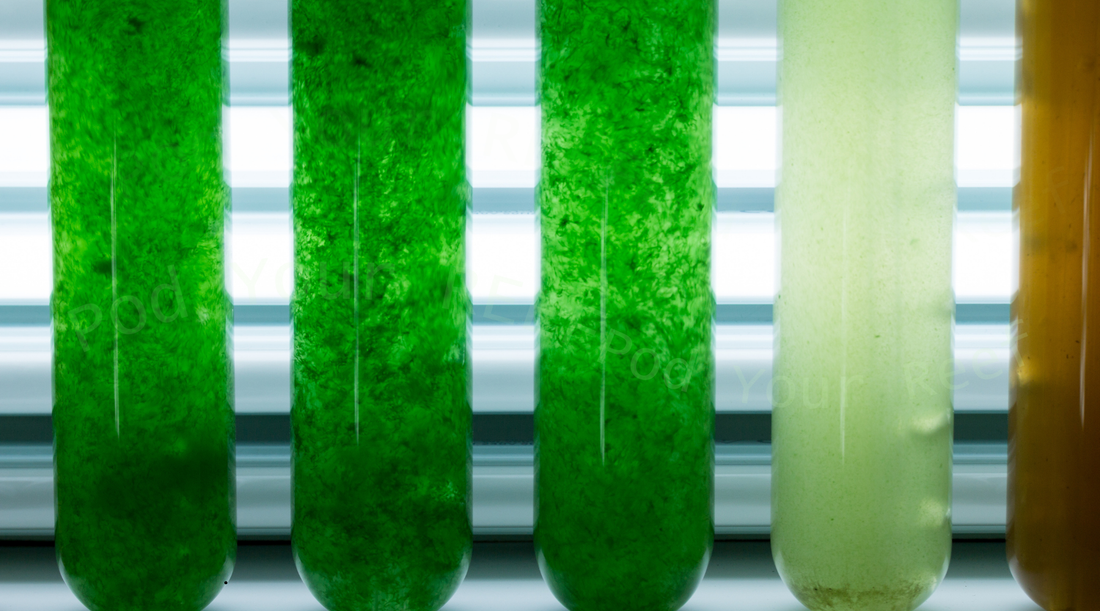 Phytoplankton Population Dynamics and Growth Curves: Cultivating Optimal Cultures for Reef Tanks
