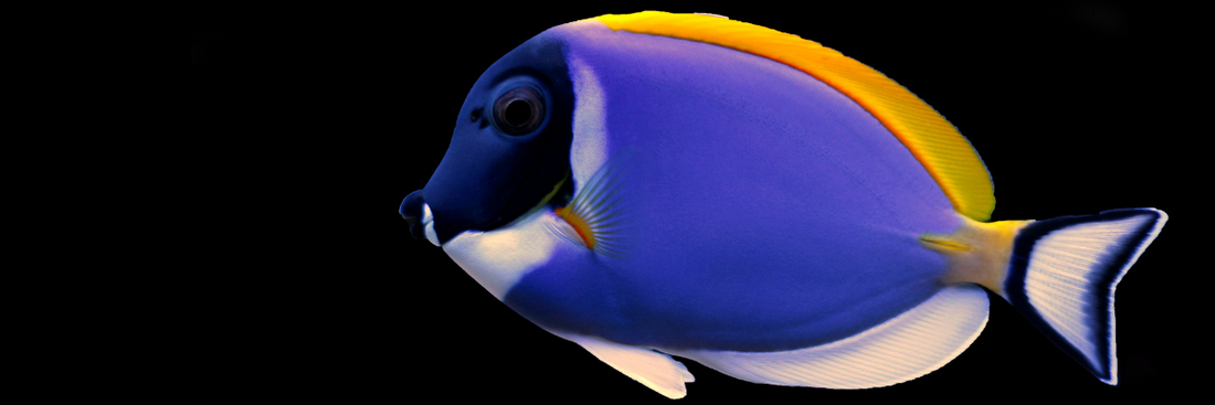 Powder Blue Tang Care Guide: Secrets to Thriving Acanthurus leucosternon in Your Reef Tank