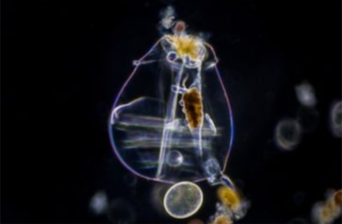Rotifers: Delicious Spaceships of Nutrition