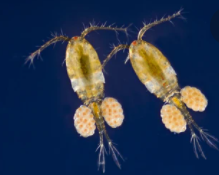 Clash of the Pods: Tisbe vs Tigriopus vs Apocyclops Which Pod is Best For My Reef?