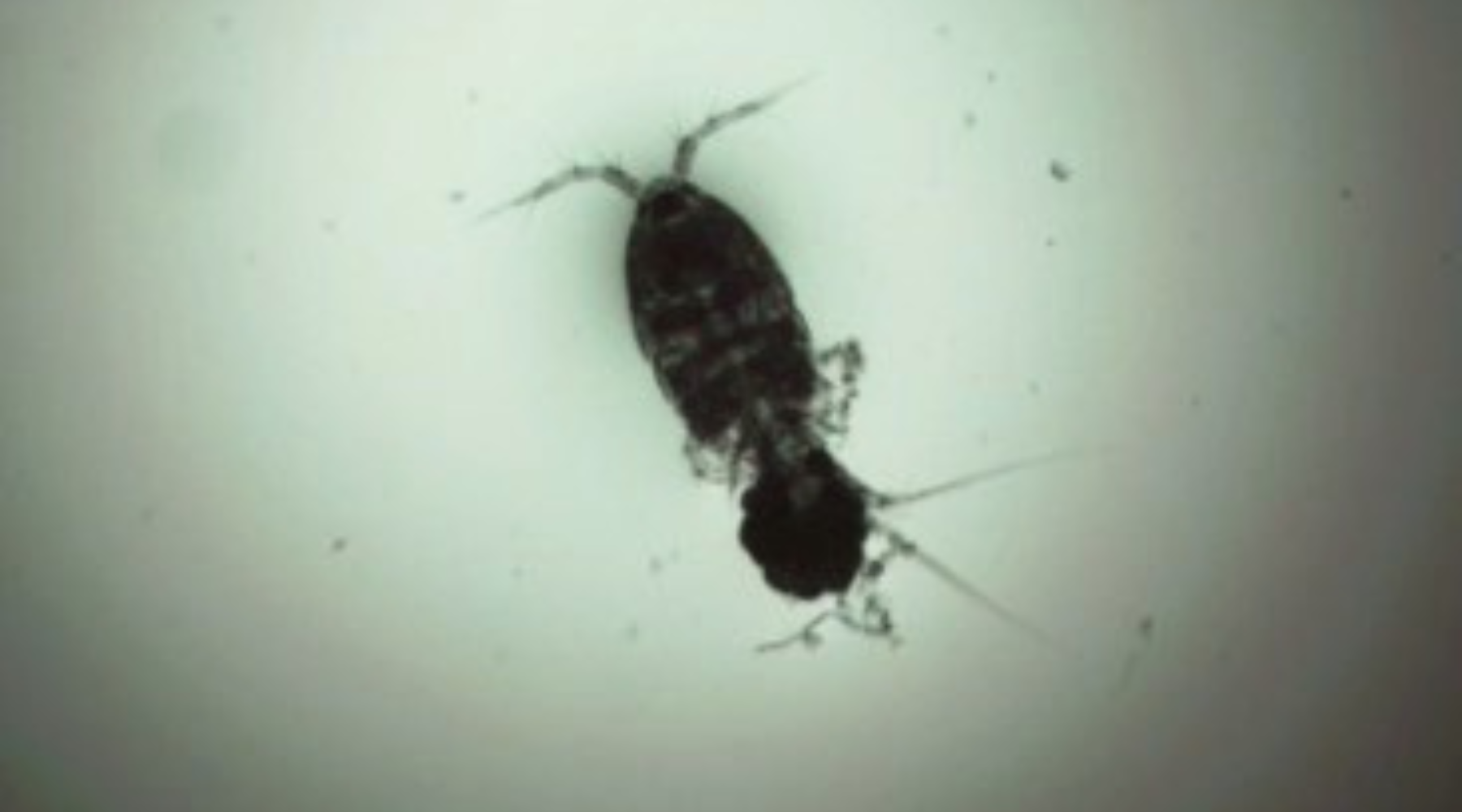 Tib Bug Tisbe biminiensis: Jewel of the Reef Underground – Pod Your Reef
