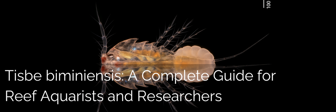 Image of Tisbe Copepod with the following text overlaid: Tisbe biminiensis: A Complete Guide for Reef Aquarists and Researchers