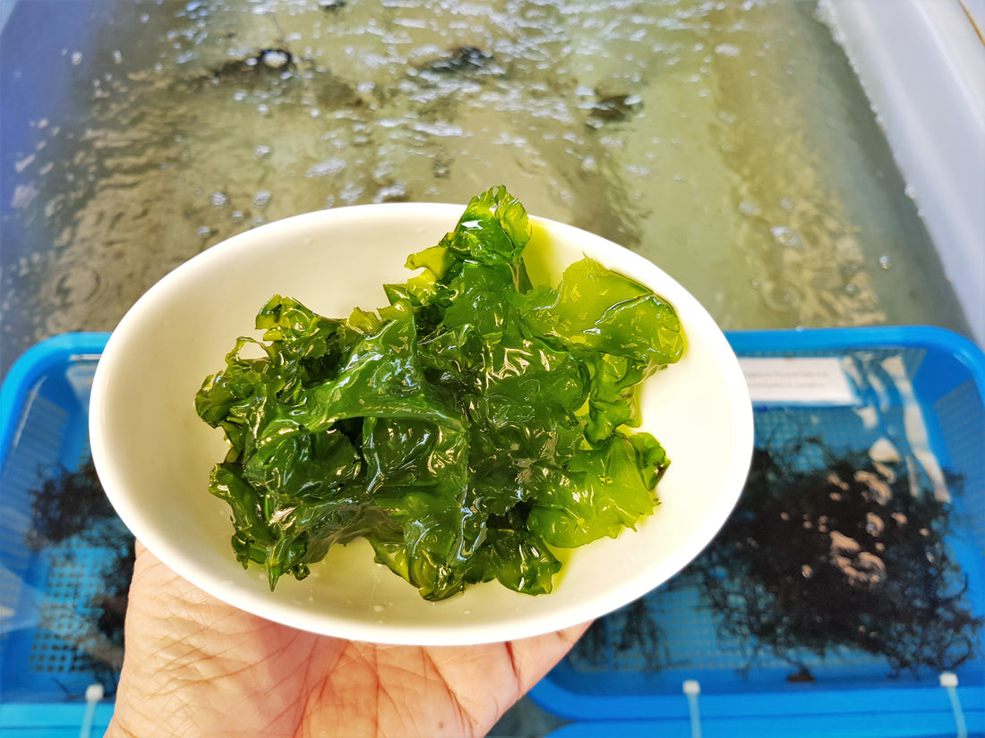Ulva lactuca: The Many Benefits of Reef-Grown Sea Lettuce