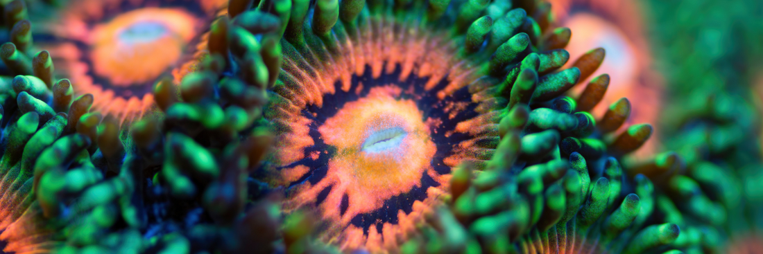 Image showcasing Zoanthid Coral Care: Expert Tips for Color & Growth – Pod Your Reef