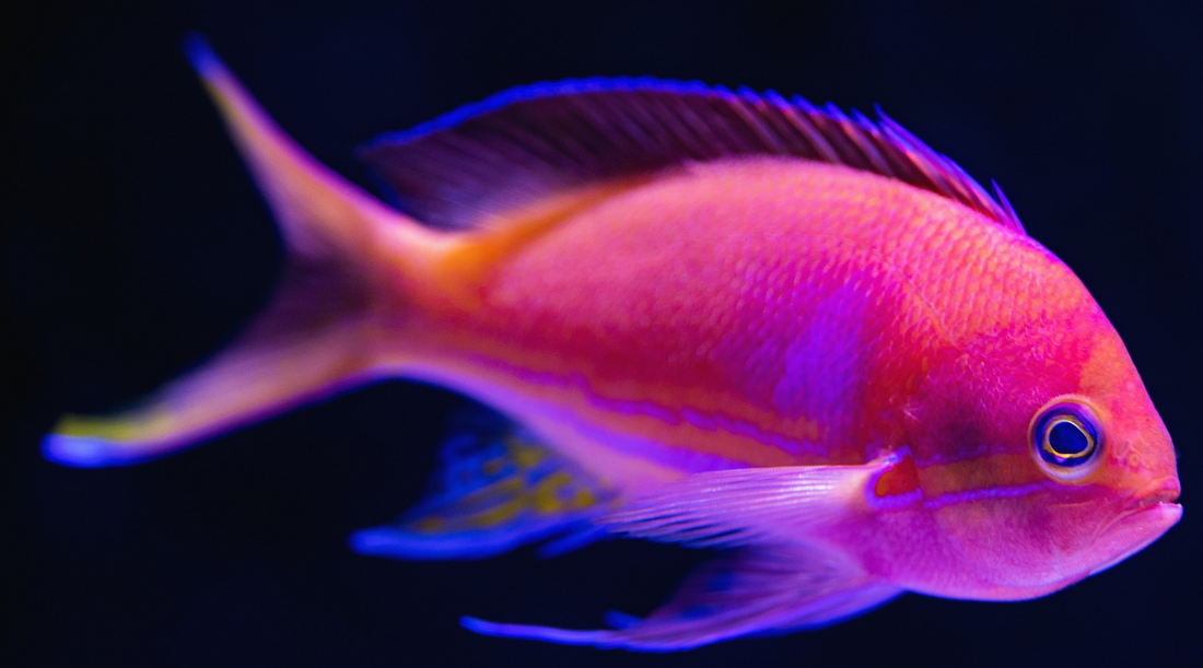 Anthias: Microgroupers That Love Pods