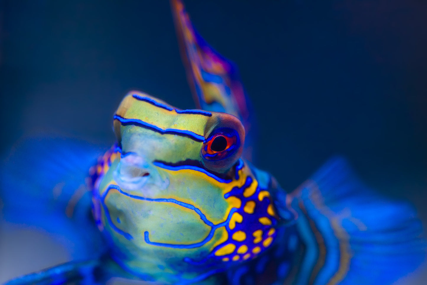 Keeping a Mandarin Healthy and Happy – Pod Your Reef