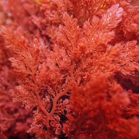 Macro Algae Collection Page for Pod Your Reef. 