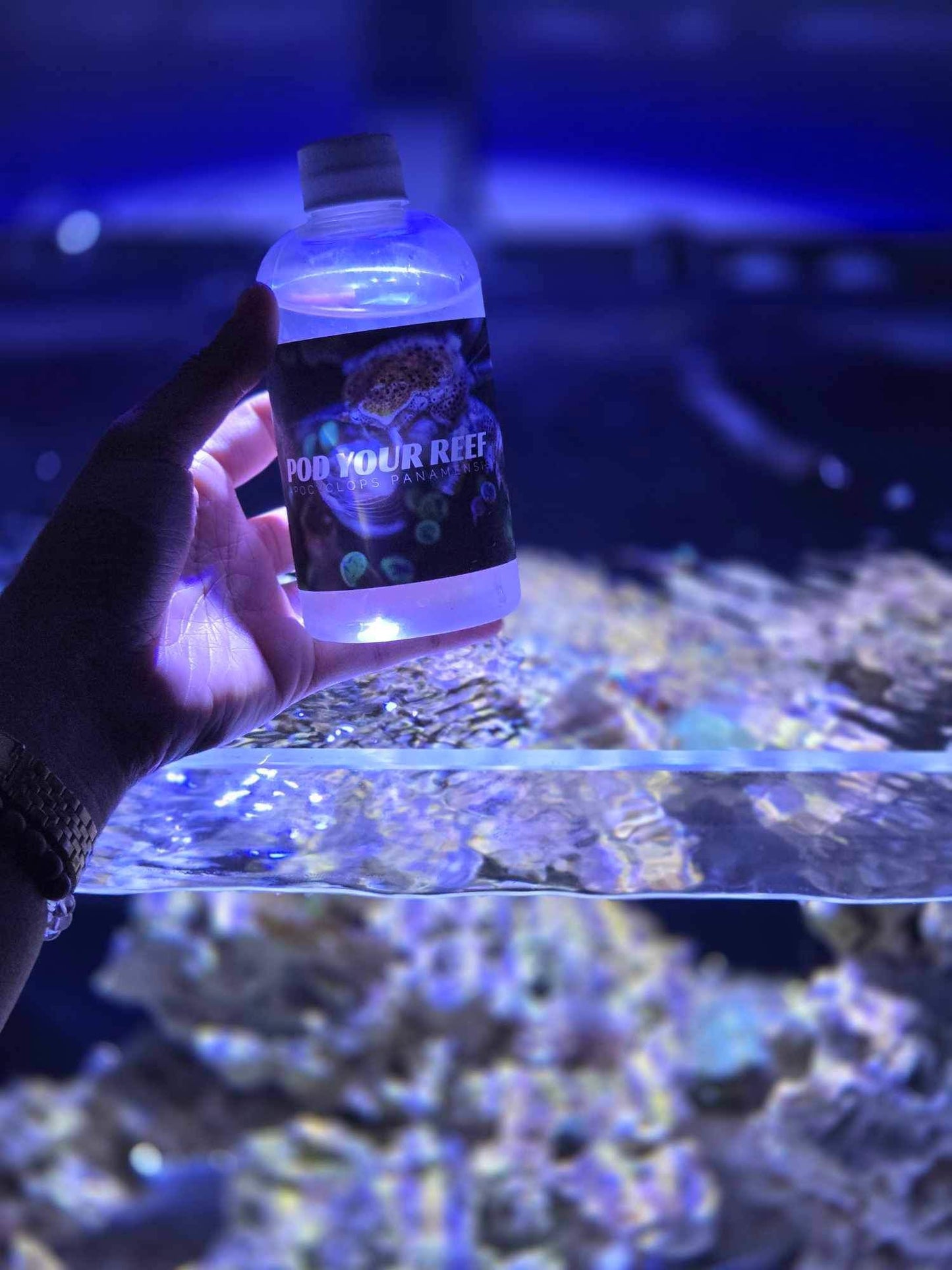 Pod Your Reef Apo copepods above tank