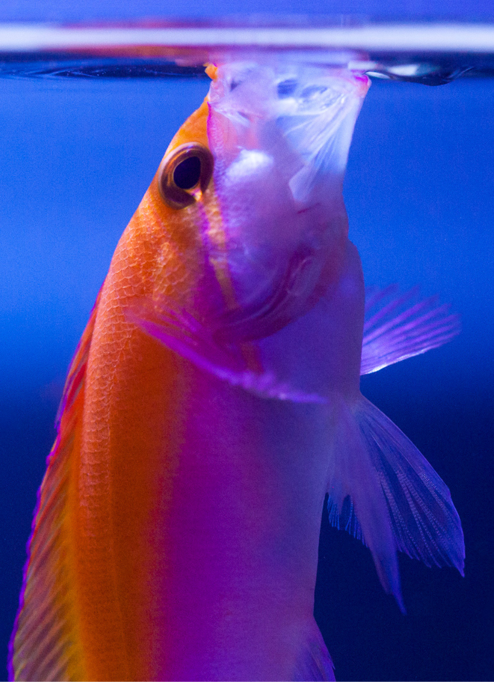 Close up image of anthias with mouth open at the water surface of an aquarium
