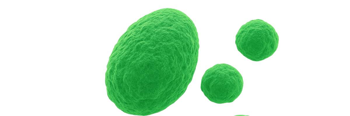 Nannochloropsis Phytoplankton Culture microscopy image