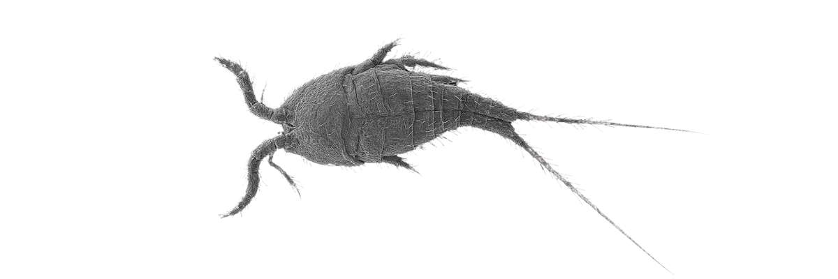 Light Micrograph image of Tigriopus californicus from Pod Your Reef