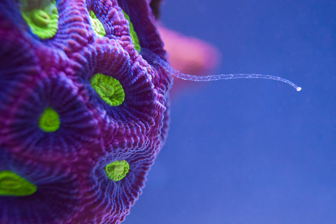 Coral with sweeper tentacle shot