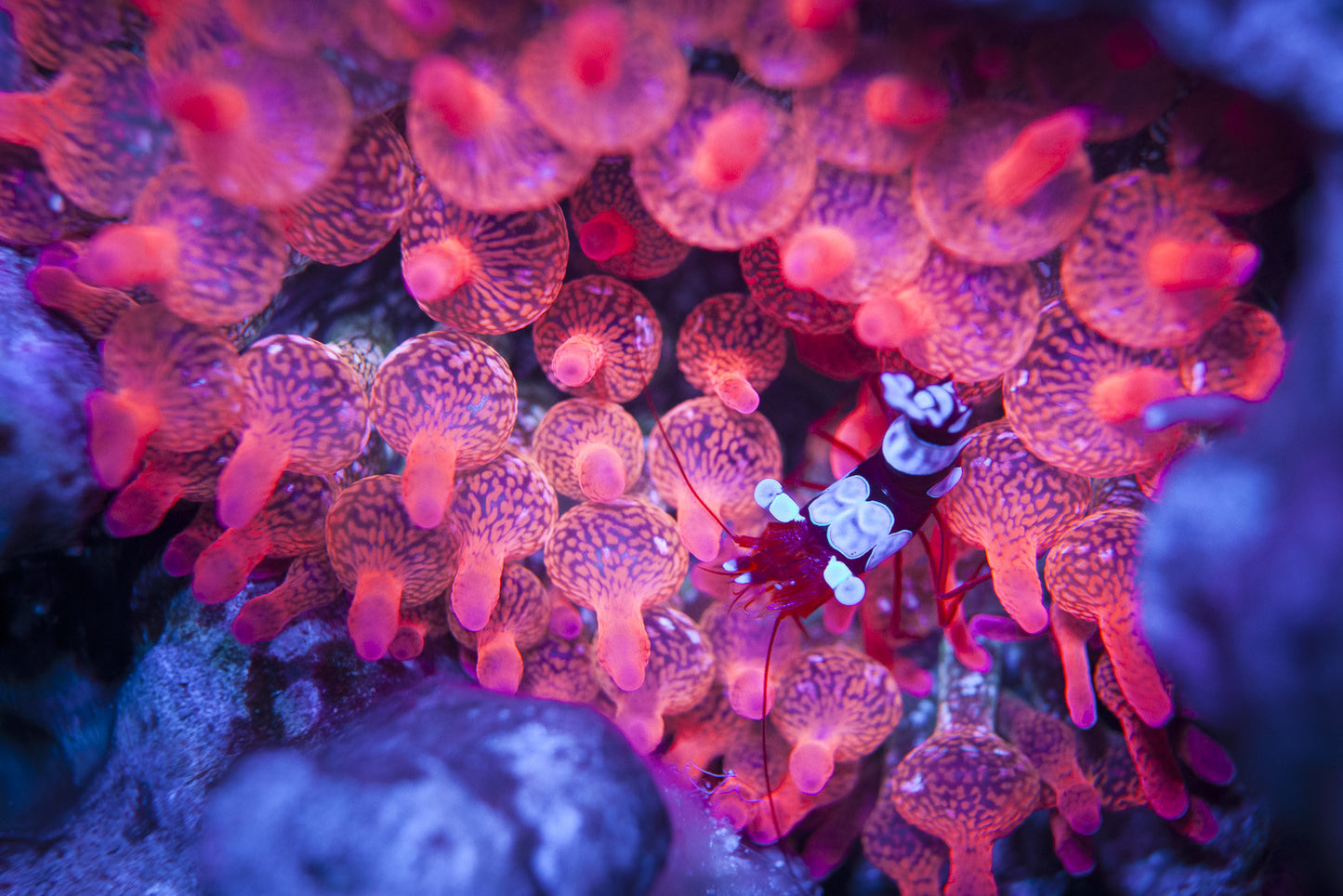 Invertebrates In The Aquarium Benefits And Care Tips