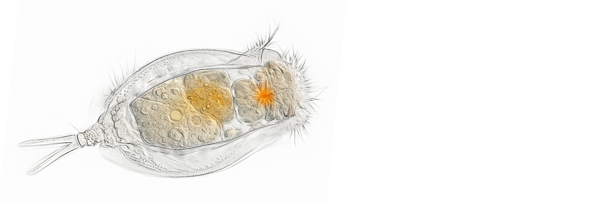 Rotifers microscopy image