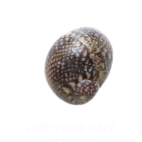 Pod Your Reef Image of Netrite Snail