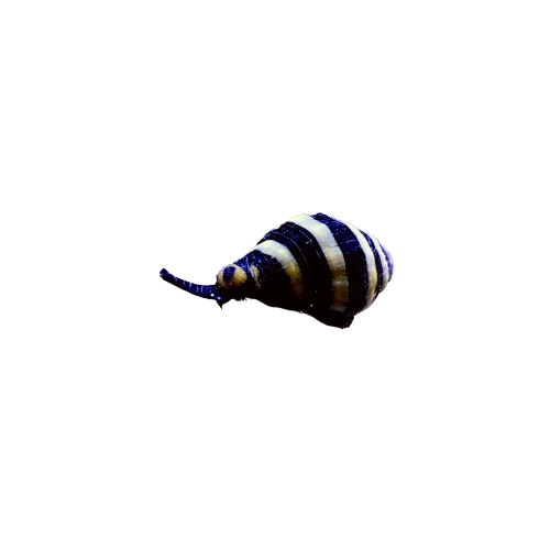 Image of a bumble bee snail on a transparent background.