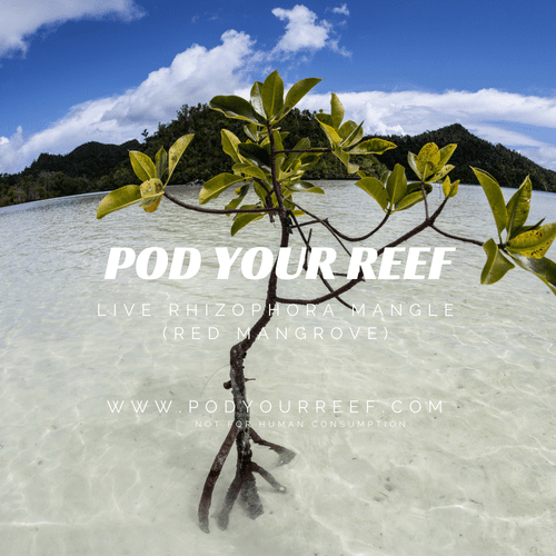 Pod Your Reef Mangrove Red Mangrove Propagule (Rhizophora mangle)